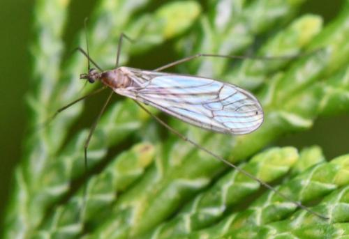 Trichocera sp.